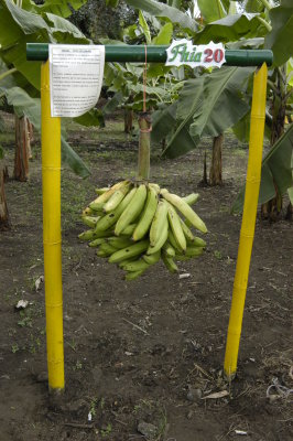 Banana exhibit