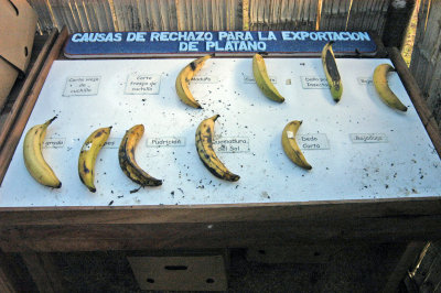Banana exhibit