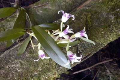 Wild orchid in Panama