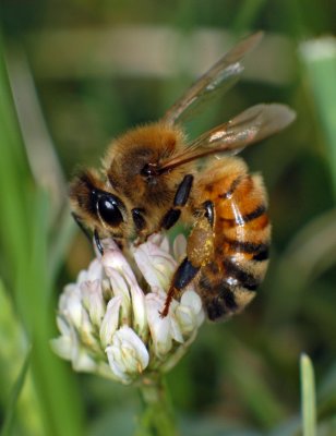 Honey bee on Dutch clover