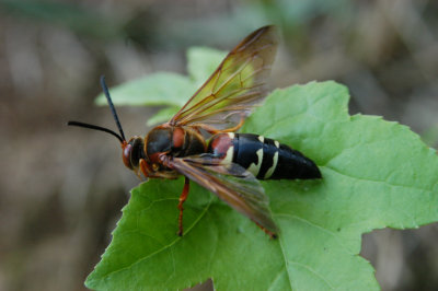 Cicada killing wasp