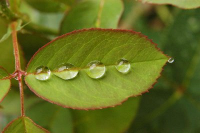 Raindrops on rose leaf