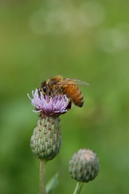 Honeybee on Knapweed. Bee Culture Calendar July, 2008
