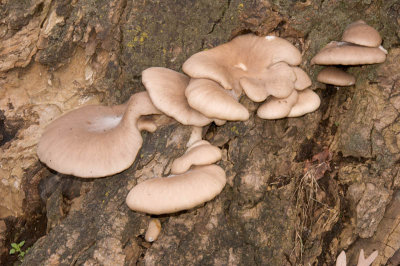Pleurotus ostreatus (Oyster mushroom)