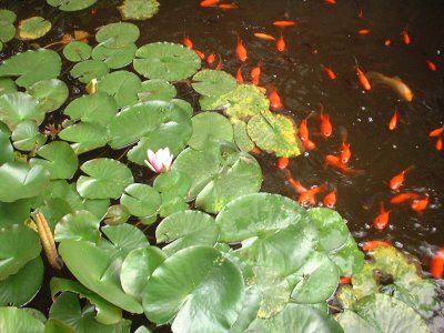 here comes the feeding frenzy flotilla