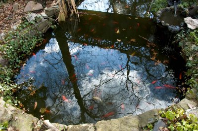fishy weather