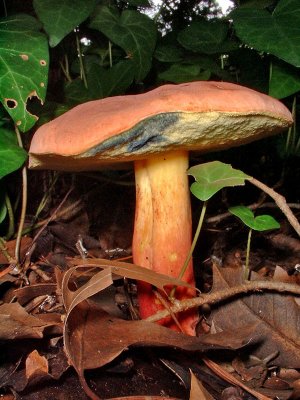 Bolete