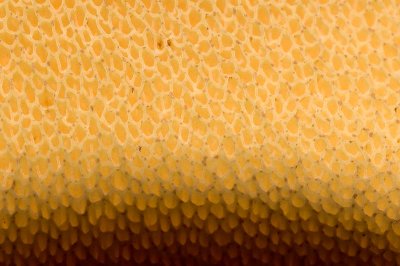 Suillus lactifluus pore surface macro