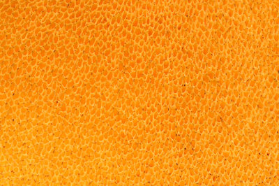 Suillus lactifluus pore surface macro