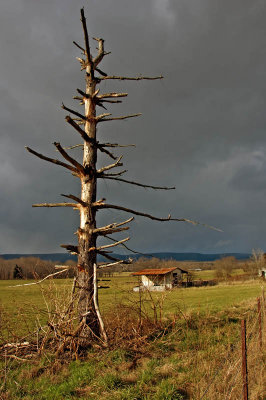 shelter tree (single exposure)