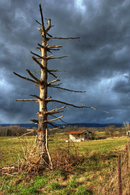 shelter tree HDR (three exposure)