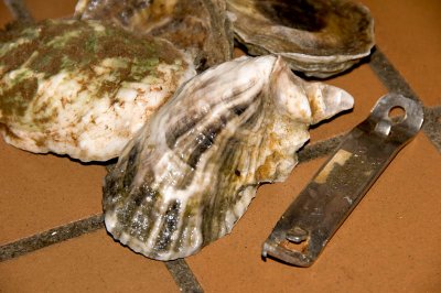 Wellfleet oysters