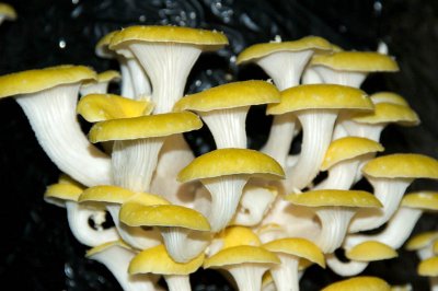 yellow oysters2