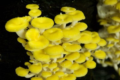 yellow oysters