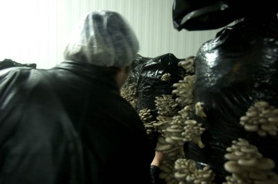 stalking the oyster