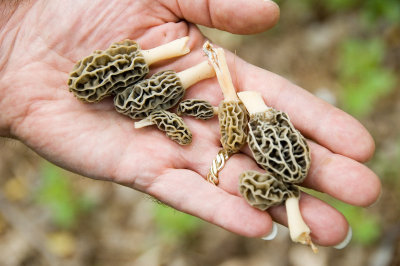 another person's morels (sigh)