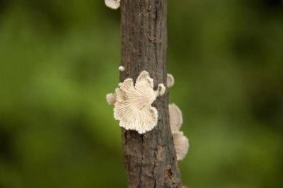 Only Fungus Found