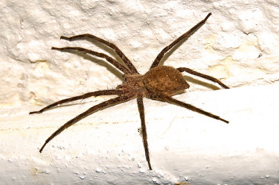 spider8972.jpg