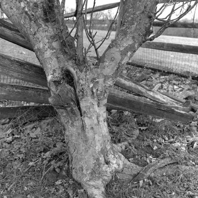 Tree Trunk w/65mm