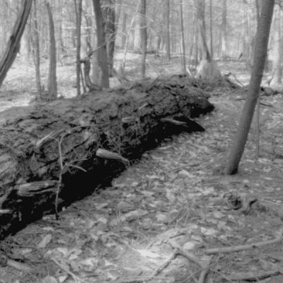 Fallen Giant - Ricketts Glen SP