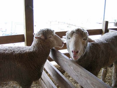 Fences Make Good Neighbors