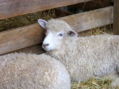 2007 Maryland Sheep & Wool Festival