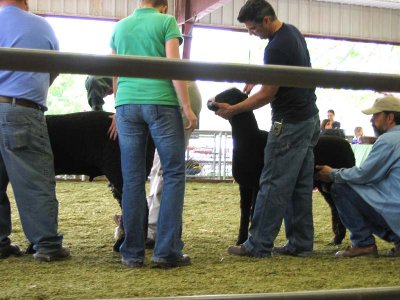 Show Judging