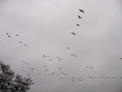 Geese Over MCCC