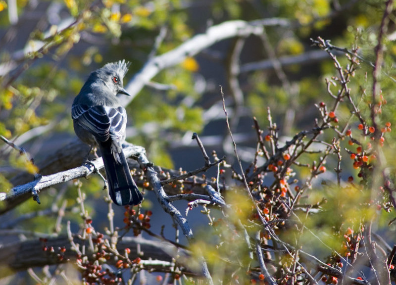PhainOPepla 2006
