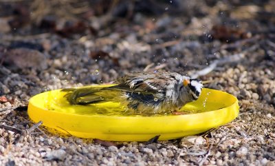 Frisbee Bath  Joshua Tree NP