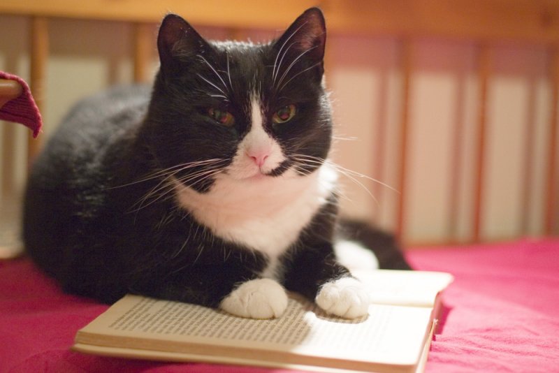 Cats Favourite Book