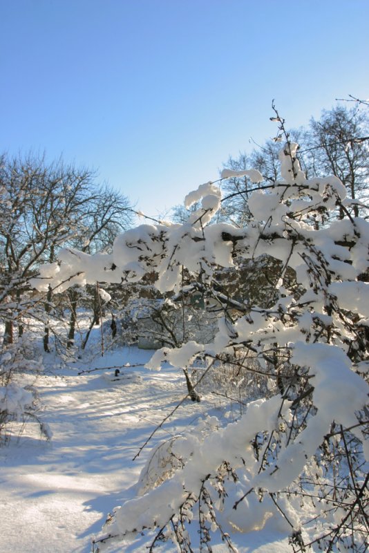 Winter Forest