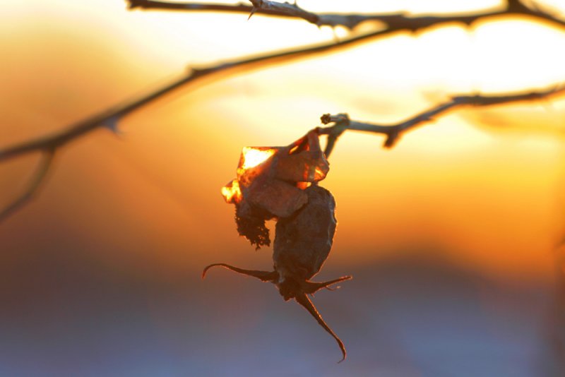 Winter Sun