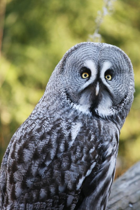 Lapponian Owl