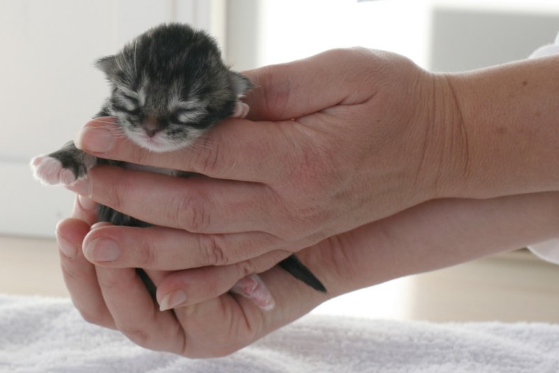Kittty Again