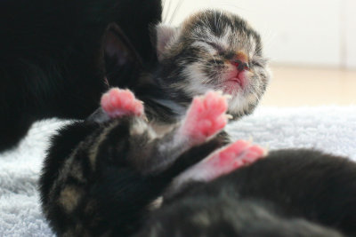 Kitty - Three Days Old