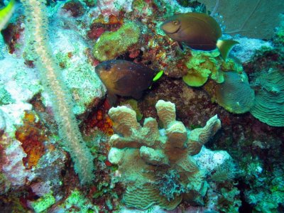Excalak reef