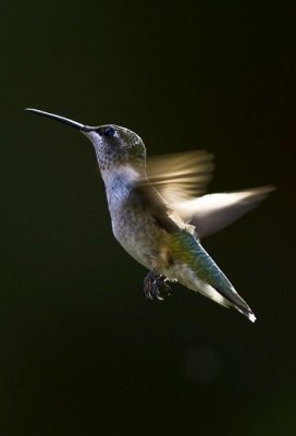Hummingbirds and others..