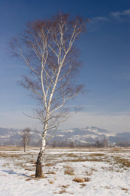 060128_PfaeffSee_002.jpg