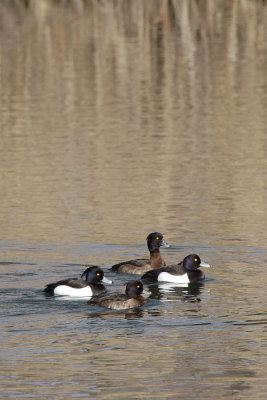 Tufted Duck