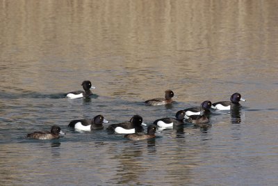 Tufted Duck