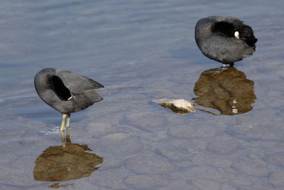 Coot