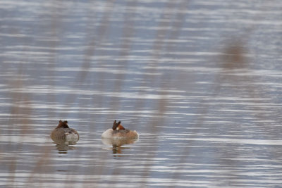 Great Crested Grebe