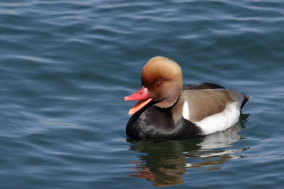 Red-crested Pochard, male