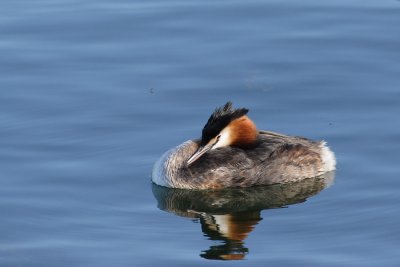 Great Crested Grebe