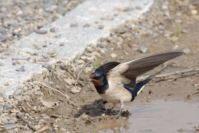 Barn Swallow