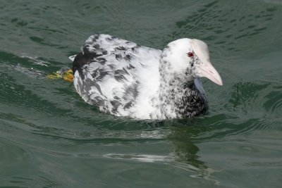 Leucistic Coot