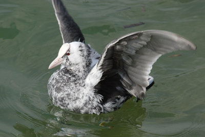 Leucistic Coot