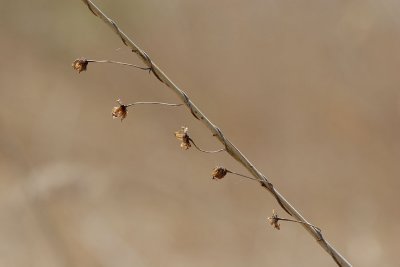 IMG_7130.JPG