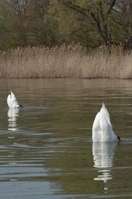 Mute Swan